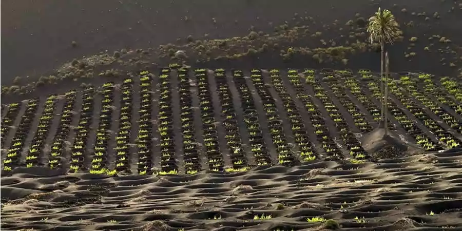 Natural enarenados