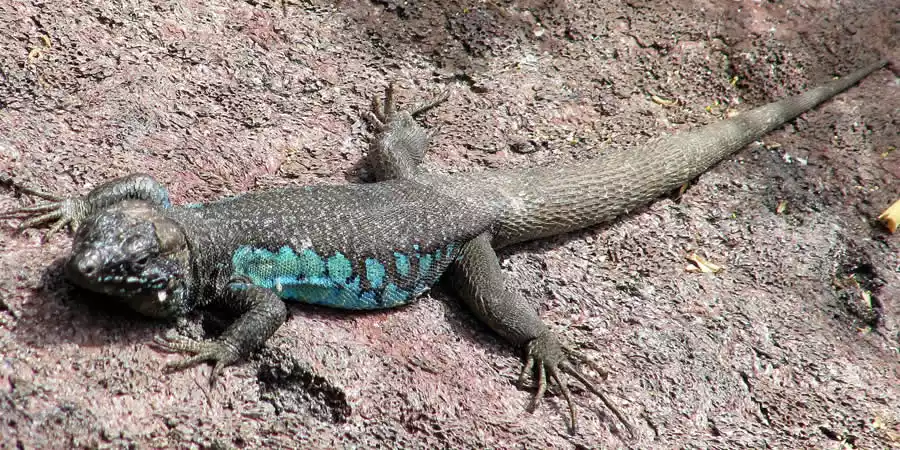 Lanzarote Wildlife