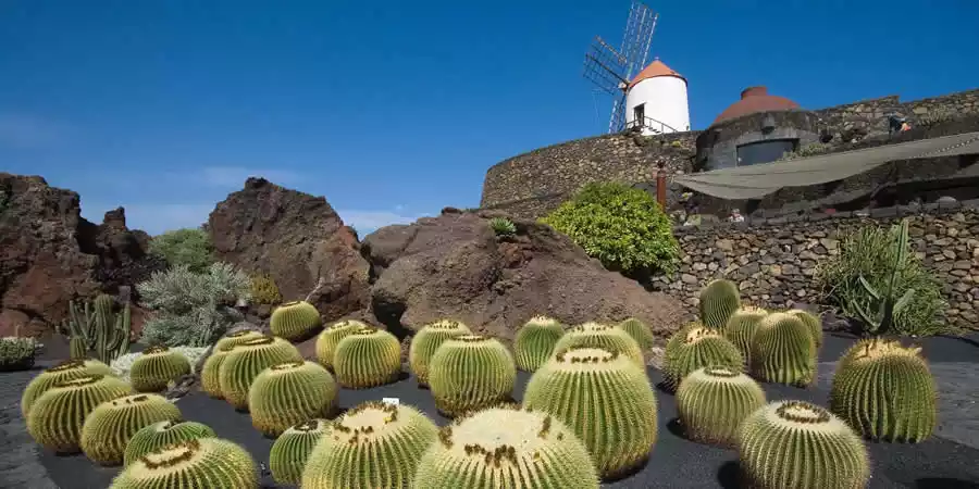 Jardin de Cactus