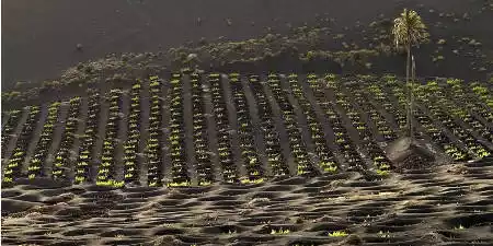 Natural enarenados