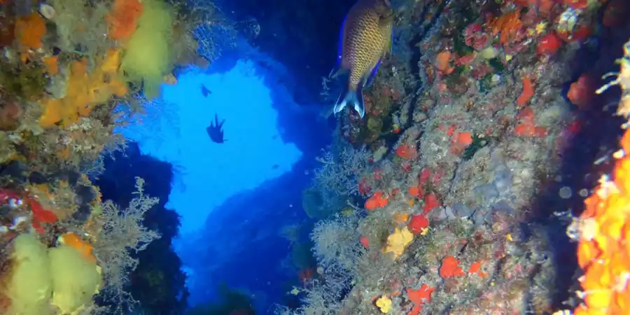 Waikiki Reef